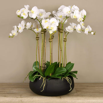 Phalaenopsis Orchid